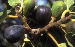 LSU Purple Fig Tree - 3 Gallon Pot 9 LSU Purple Fig Tree - 3 Gallon Pot -Plant Shop 10072 lsu purple fig