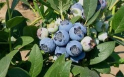 Biloxi Southern Highbush Blueberry - 1 Gallon Pot 9 Biloxi Southern Highbush Blueberry - 1 Gallon Pot -Plant Shop 10151 biloxi blueberry
