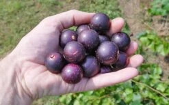 Nesbitt Muscadine Grape Vine - 1 Gallon Pot 9 Nesbitt Muscadine Grape Vine - 1 Gallon Pot -Plant Shop 10547 nesbitt muscadine