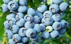 Powderblue Rabbiteye Blueberry - 1 Gallon Pot -Plant Shop 3591 powder blue blueberry 2