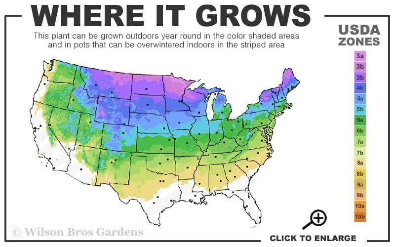 American Sweet Flag (Acorus Americanus) - 1 Gallon Pot 5 American Sweet Flag (Acorus Americanus) - 1 Gallon Pot - Image 3