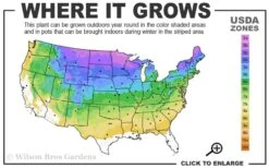 American Wild Plum Tree (Prunus Americana) - 3 Gallon Pot 12 American Wild Plum Tree (Prunus Americana) - 3 Gallon Pot -Plant Shop 3a 8b