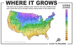 Variegated Solomons Seal (Polygonatum Falcatum 'Variegatum') - 1 Gallon Pot 12 Variegated Solomons Seal (Polygonatum Falcatum 'Variegatum') - 1 Gallon Pot -Plant Shop 3a 9b 6