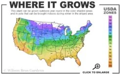 Balboa Sunset Trumpet Vine (Campsis Radicans) - 5 Gallon Pot 9 Balboa Sunset Trumpet Vine (Campsis Radicans) - 5 Gallon Pot -Plant Shop 4a 11