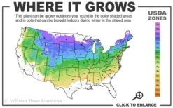 Heritage Raspberry - 1 Gallon Pot -Plant Shop 4a 8a 2