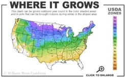 Scarlet Catchfly (Silene Virginica) - 1 Gallon Pot -Plant Shop 4a 8b 17