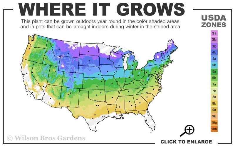 Grandiflorum Catawba Rhododendron - 3 Gallon Pot 5 Grandiflorum Catawba Rhododendron - 3 Gallon Pot - Image 3