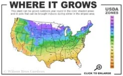 American Persimmon Tree - Diospyros Virginiana - 2 Gallon Pot -Plant Shop 4a 9b 9