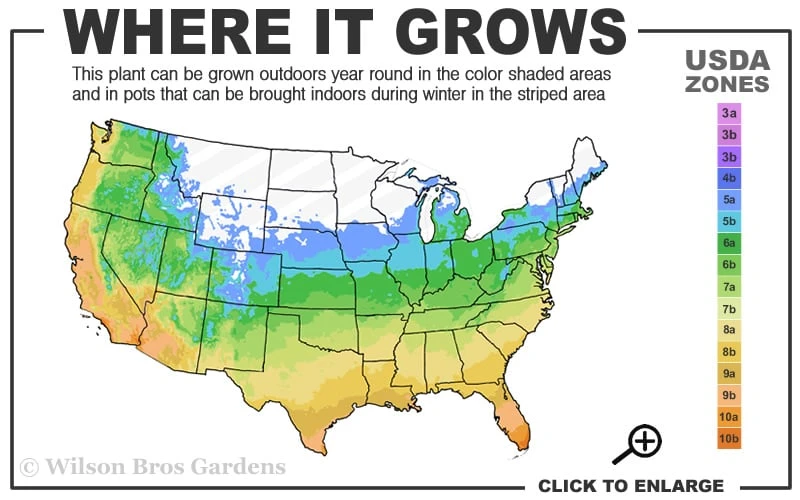 Needlepoint Ivy (Hedera Helix) - 5 Pack Of Pint Pots 5 Needlepoint Ivy (Hedera Helix) - 5 Pack Of Pint Pots - Image 3