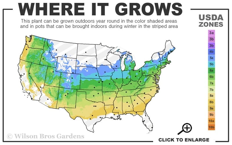 Pink Climbing Hydrangea - Schizophragma Hydrangeoides`Roseum' - 2 Gallon Pot 5 Pink Climbing Hydrangea - Schizophragma Hydrangeoides`Roseum' - 2 Gallon Pot - Image 3