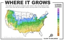 Reliance Red Seedless Grape Vine - 1 Gallon Pot -Plant Shop 5a 8b