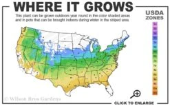 Jubilee Southern Highbush Blueberry - 1 Gallon Pot -Plant Shop 5a 9a 1