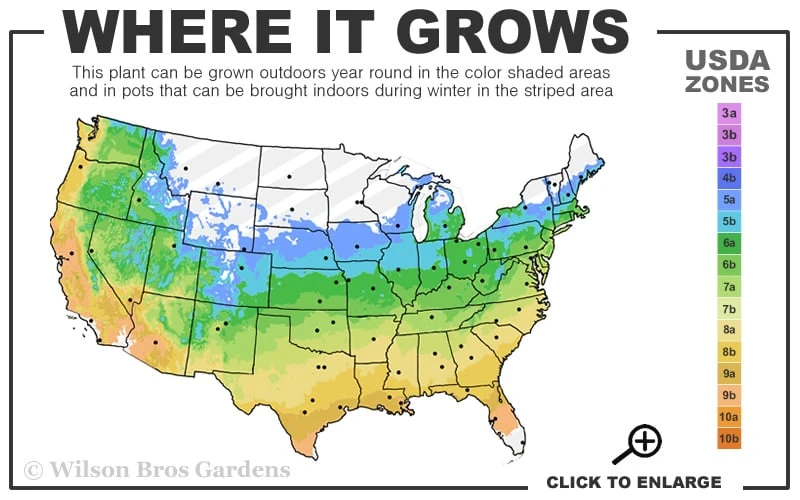 Little Kitten Dwarf Maiden Grass - Miscanthus Sinensis - 1 Gallon Pot 5 Little Kitten Dwarf Maiden Grass - Miscanthus Sinensis - 1 Gallon Pot - Image 3