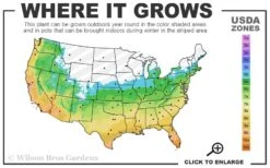 Black Mondo Grass - Ophiopogon Planiscapus 'Nigrescens' - 6 Pack Of 1 Gallon Pots 11 Black Mondo Grass - Ophiopogon Planiscapus 'Nigrescens' - 6 Pack Of 1 Gallon Pots -Plant Shop 5b 11