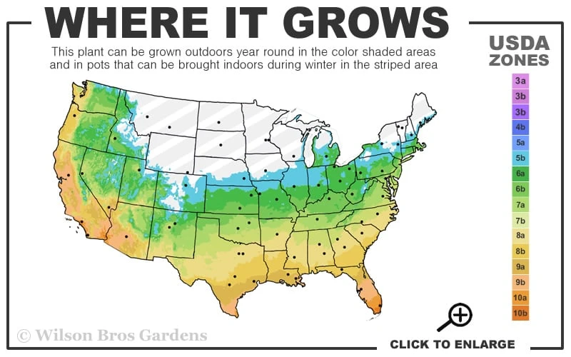 Black Mondo Grass - Ophiopogon Planiscapus 'Nigrescens' - 6 Pack Of 1 Gallon Pots 5 Black Mondo Grass - Ophiopogon Planiscapus 'Nigrescens' - 6 Pack Of 1 Gallon Pots - Image 3