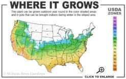 Bug Bat Pitcher Plant (Sarracenia) - 2.5 Quart Pot -Plant Shop 5b 9b