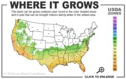 Russian 26 Cold Hardy Pomegranate - 6 Pack Of 1 Gallon Pots 11 Russian 26 Cold Hardy Pomegranate - 6 Pack Of 1 Gallon Pots -Plant Shop 6B 11