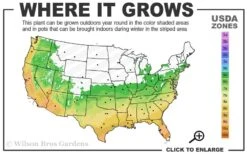 Ingelise English Ivy (Hedera) - 10 Pack Of 4" Pots -Plant Shop 6a 10a