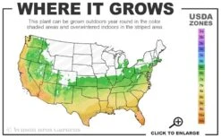 Saucy Strawberry Red Ice Plant (Delosperma) - 10 Pack Of Quart Pots -Plant Shop 6a 10b 5