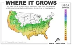 Northern Star Cold Hardy Agapanthus (Lily Of The Nile) - 1 Gallon Pot -Plant Shop 6a 11 4