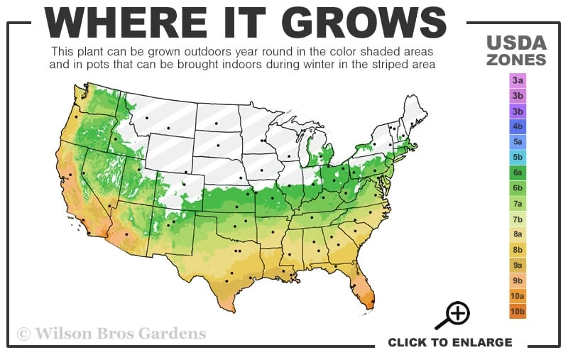 Bog Sage - Salvia Uliginosa - 3 Pack Of Quart Pots 5 Bog Sage - Salvia Uliginosa - 3 Pack Of Quart Pots - Image 3