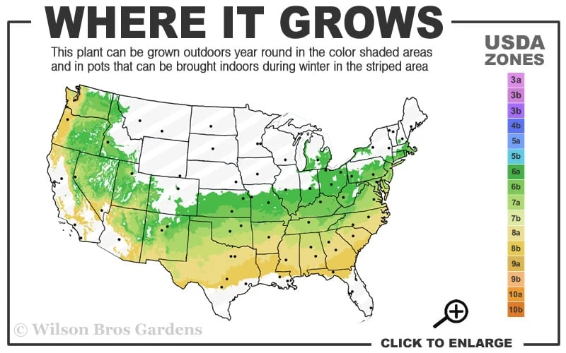 Abbey's Re-View Evergreen Native Azalea - 3 Gallon Pot 5 Abbey's Re-View Evergreen Native Azalea - 3 Gallon Pot - Image 3