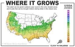 Titan Blueberry - 3 Gallon Pot -Plant Shop 6a 9a 2