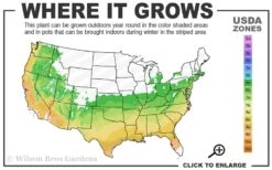Weeping Blue Atlas Cedar - 1 Gallon Pot 10 Weeping Blue Atlas Cedar - 1 Gallon Pot -Plant Shop 6a 9b 9