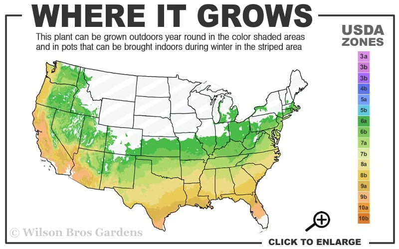 Weeping Blue Atlas Cedar - 1 Gallon Pot 5 Weeping Blue Atlas Cedar - 1 Gallon Pot - Image 3