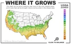 Climax Rabbiteye Blueberry - 2.5 Quart Pot -Plant Shop 6b 9b