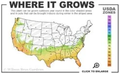 Fry Bronze Muscadine Grape Vine - 1 Gallon Pot -Plant Shop 7a 10B 4