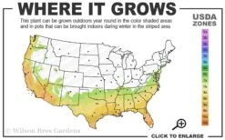 Black And Blue Salvia (Blue Anise Sage) - Salvia Guaranitica -1 Gallon Pot -Plant Shop 7a 10a 1