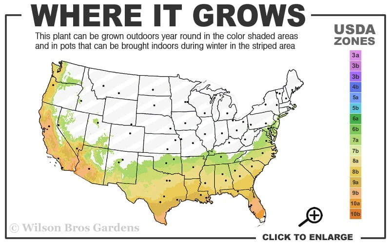 Black And Blue Salvia (Blue Anise Sage) - Salvia Guaranitica - 7.5" Pot 5 Black And Blue Salvia (Blue Anise Sage) - Salvia Guaranitica - 7.5" Pot - Image 3