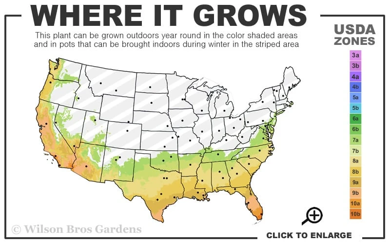 Confederate Rose Hibiscus - Rose Mallow - 1 Gallon Pot 5 Confederate Rose Hibiscus - Rose Mallow - 1 Gallon Pot - Image 3