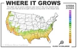 Evergreen Huckleberry (Vaccinium Ovatum) - 1 Gallon Pot 14 Evergreen Huckleberry (Vaccinium Ovatum) - 1 Gallon Pot -Plant Shop 7a 9b 7