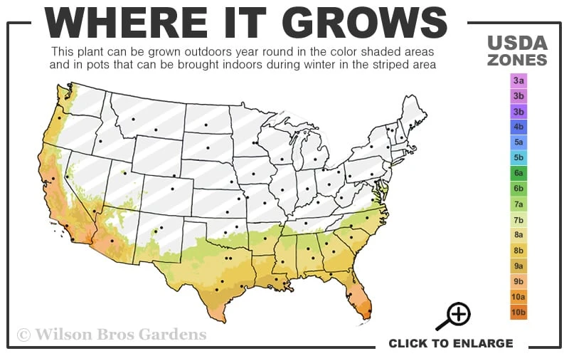 European Fan Palm - 7 Gallon Pot 4 European Fan Palm - 7 Gallon Pot - Image 2