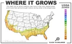 Plant Shop -Plant Shop 7b 10b 9