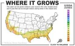 Alapaha Rabbiteye Blueberry - 3 Gallon Pot 8 Alapaha Rabbiteye Blueberry - 3 Gallon Pot -Plant Shop 7b 9b