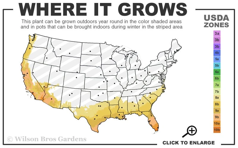 Star Southern Highbush Blueberry - 3 Gallon Pot 5 Star Southern Highbush Blueberry - 3 Gallon Pot - Image 3