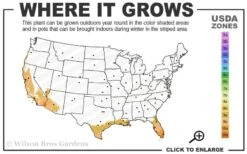 Little Prince Banana Plant - 1 Gallon Pot 8 Little Prince Banana Plant - 1 Gallon Pot -Plant Shop 9a 11 1