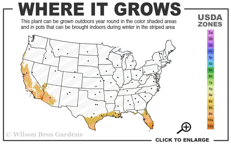 Little Prince Banana Plant - 1 Gallon Pot 5 Little Prince Banana Plant - 1 Gallon Pot - Image 3