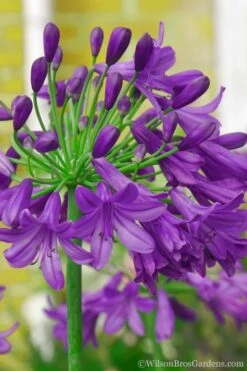 Ever Amethyst Agapanthus (Lily Of The Nile) - 3 Gallon Pot 11 Ever Amethyst Agapanthus (Lily Of The Nile) - 3 Gallon Pot -Plant Shop Agapanthus Ever Amethyst 1 1