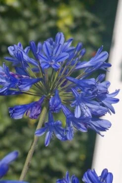 Little Blue Fountain Agapanthus - Lily Of The Nile - 1 Gallon Pot -Plant Shop Agapanthus Little Blue Fountain 2