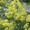 Thriller Lady's Mantle (Alchemilla Mollis) - 5 Pack Of Quart Pots 1 Thriller Lady's Mantle (Alchemilla Mollis) - 5 Pack Of Quart Pots -Plant Shop Alchemilla Mollis Thriller 1