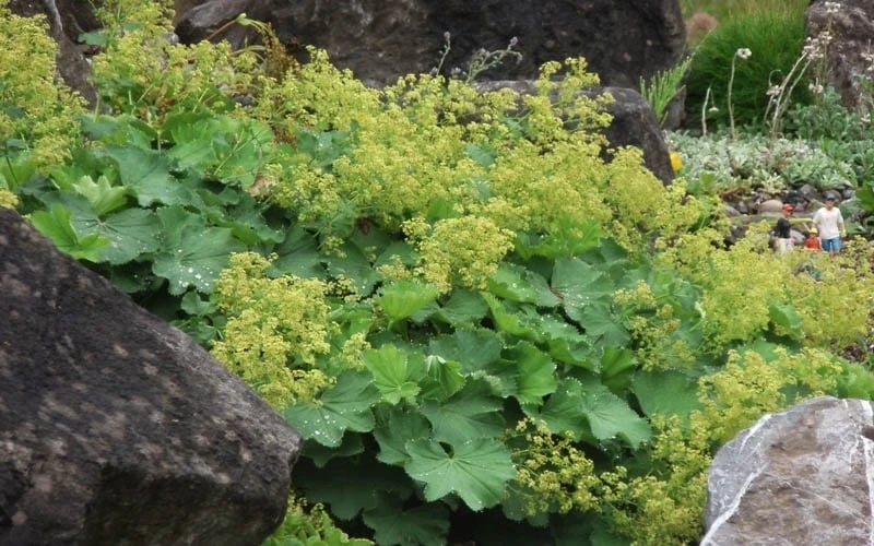Thriller Lady's Mantle (Alchemilla Mollis) - 5 Pack Of Quart Pots 5 Thriller Lady's Mantle (Alchemilla Mollis) - 5 Pack Of Quart Pots - Image 4