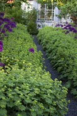 Thriller Lady's Mantle (Alchemilla Mollis) - 5 Pack Of Quart Pots 11 Thriller Lady's Mantle (Alchemilla Mollis) - 5 Pack Of Quart Pots -Plant Shop Alchemilla Mollis Thriller 3