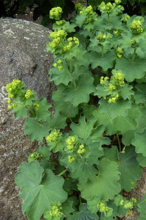 Thriller Lady's Mantle (Alchemilla Mollis) - 5 Pack Of Quart Pots 7 Thriller Lady's Mantle (Alchemilla Mollis) - 5 Pack Of Quart Pots - Image 6