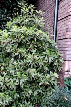 Pink Frost Florida Anise - Illicium Floridanum - 3 Gallon Pot -Plant Shop Anise Pink Frost 12 1