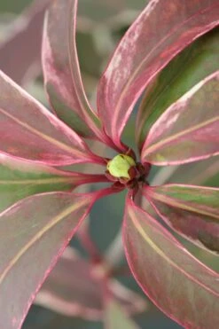 Pink Frost Florida Anise - Illicium Floridanum - 1 Gallon Pot -Plant Shop Anise Pink Frost 14