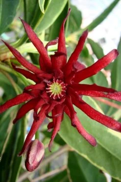 Pink Frost Florida Anise - Illicium Floridanum - 1 Gallon Pot -Plant Shop Anise Pink Frost 15